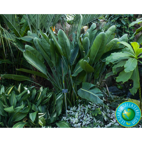 Oiseau De Paradis Strelitzia Reginae