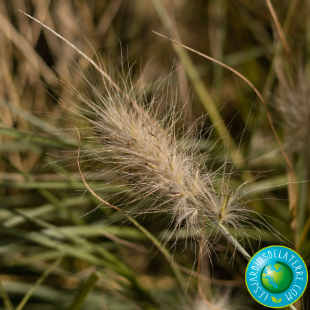 Herbe Aux Couvillons Pennisetum Villosum