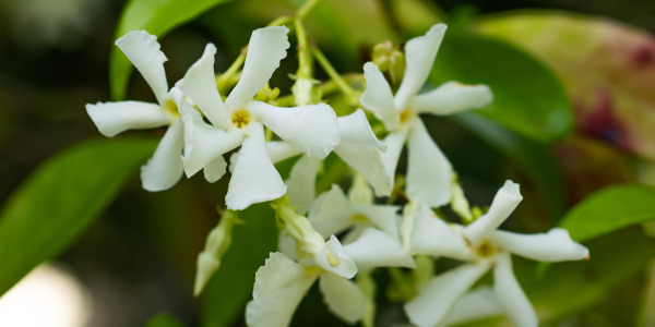 Tout savoir sur le Jasmin étoilé (Rhyncospermum jasminoides)