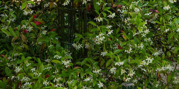 5 idées déco avec du jasmin étoilé pour sublimer votre balcon, terrasse ou jardin