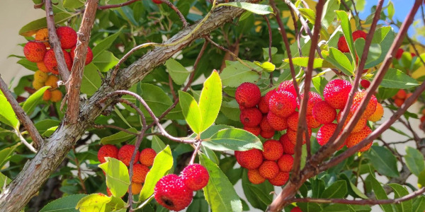 5 idées déco avec un arbousier pour un jardin méditerranéen, élégant et gourmand
