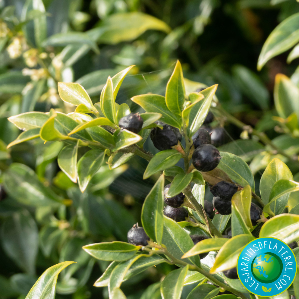 Osmanthe de Burkwood - Osmanthus x burkwoodii