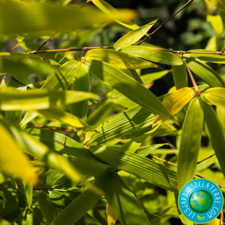 Bambou doré - Phyllostachys aurea