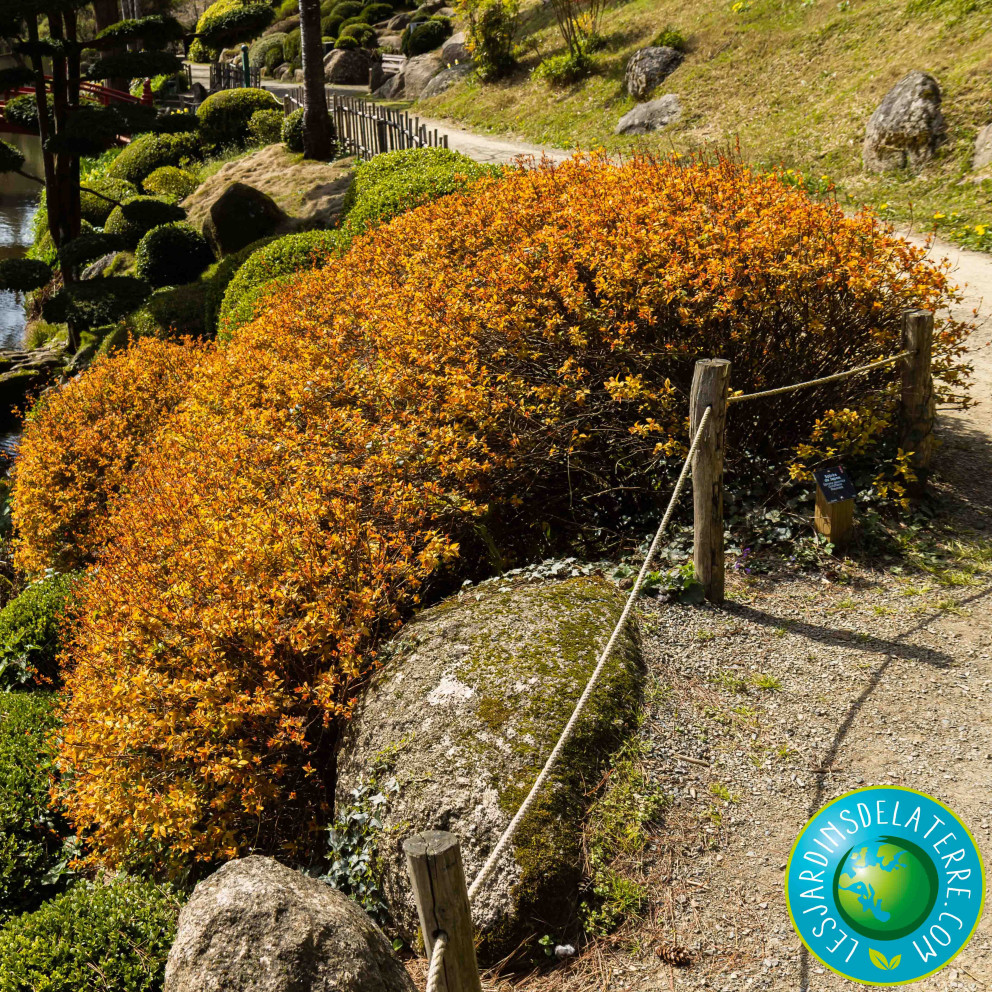 Image of Spiraea japonica Goldflame in vase