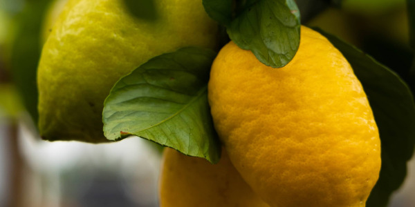 Tout savoir sur le citronnier : culture, entretien et astuces pour de beaux fruits
