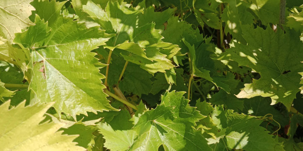 Une vigne sur mon balcon ? Oui, avec Ampelia Perdin !